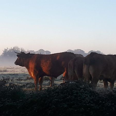 Landelijk Gelegen Huisje Op Erf Veeningen 외부 사진