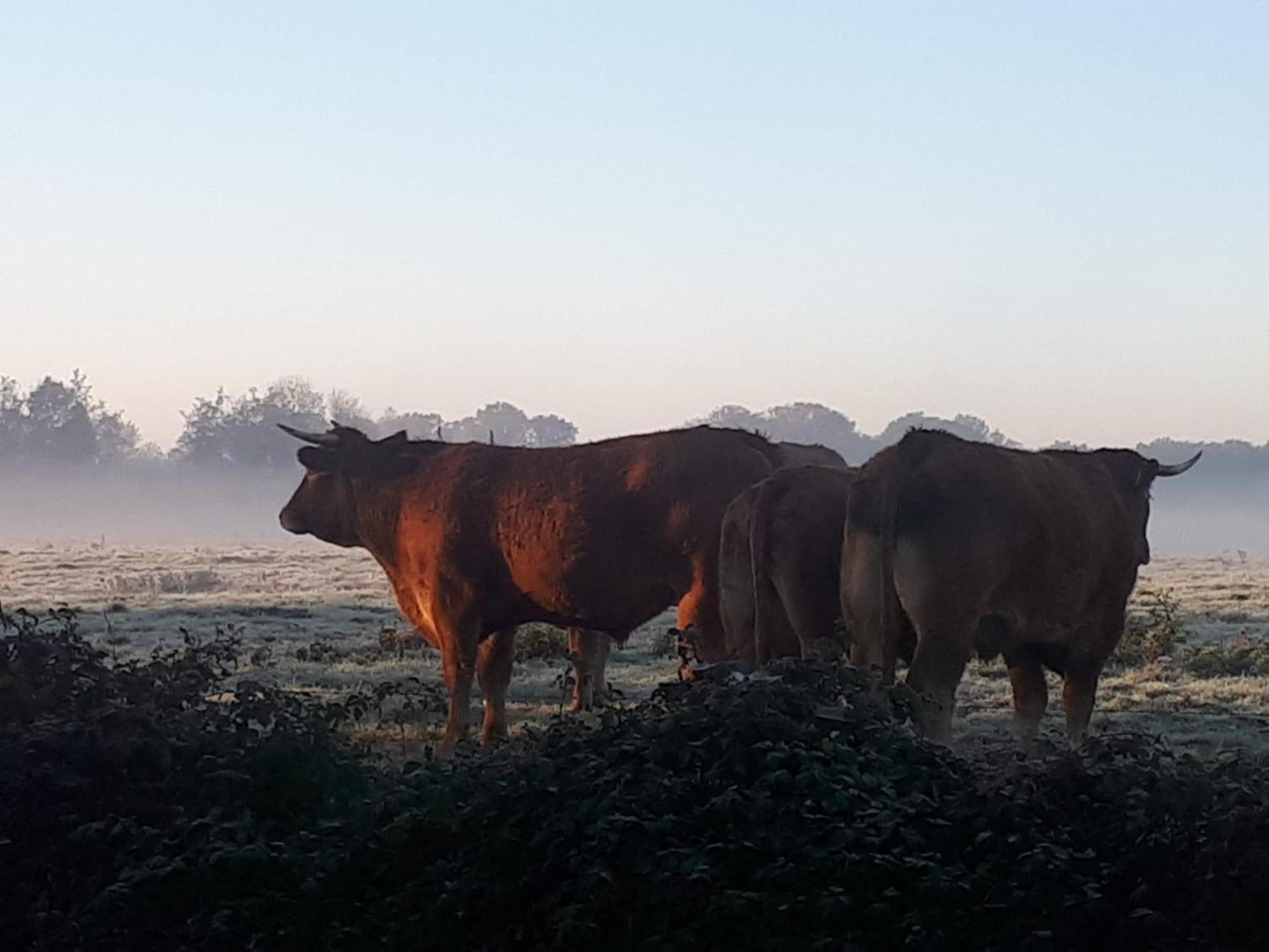 Landelijk Gelegen Huisje Op Erf Veeningen 외부 사진